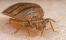 Bed Bug Pest Control Sacramento
