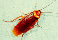 American Cockroach Sacramento